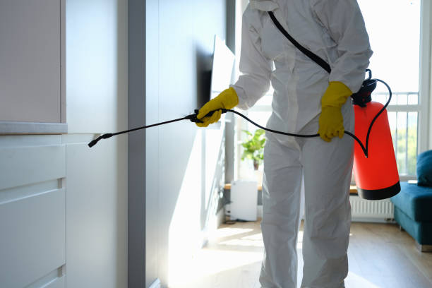 Best Mold Damage Restoration  in Williamstown, WV